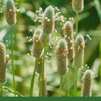Psyllium Husk